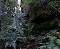 Rain Forest Blue Mountains